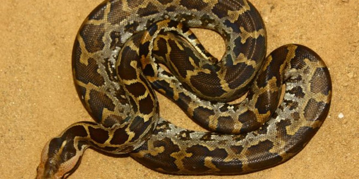 Нашествие двухметровых змей на курортах Шри-Ланки: туристы делят пляжи с рептилиями Нашествие двухметровых змей на курортах Шри-Ланки: туристы делят пляжи с рептилиями