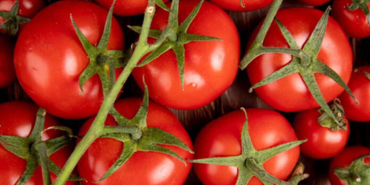 Бессмертные томаты: какие сорта сохранят урожай до следующего лета Бессмертные томаты: какие сорта сохранят урожай до следующего лета