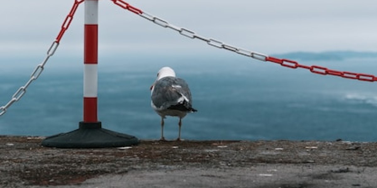 «Это не море НАТО»: Немецкий адмирал в панике из-за русских «птиц» и кораблей Путина на Балтике «Это не море НАТО»: Немецкий адмирал в панике из-за русских «птиц» и кораблей Путина на Балтике
